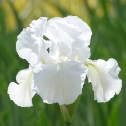 White Re-Blooming Bearded Iris Bulbs - Immortality Fragrant Perennial