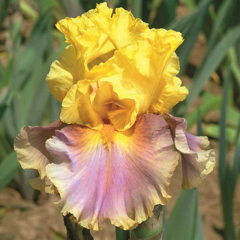In Living Color Bearded Iris Bulbs - Vibrant Ruffled Perennial Flowers 2 In Living Color Bearded Iris Bulbs - Vibrant Ruffled Perennial Flowers - Image 2