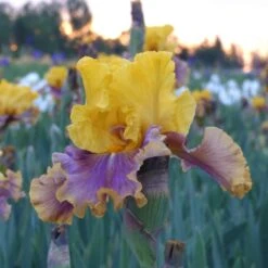 In Living Color Bearded Iris Bulbs - Vibrant Ruffled Perennial Flowers