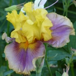 In Living Color Bearded Iris Bulbs - Vibrant Ruffled Perennial Flowers 7 In Living Color Bearded Iris Bulbs - Vibrant Ruffled Perennial Flowers -Eden Brothers Shop bearded iris in living color shr 3