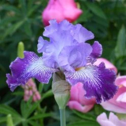 Jawbone Flats Bearded Iris Bulbs - Tall Purple & Amethyst Perennial -Eden Brothers Shop bearded iris jawbone flats shr 3