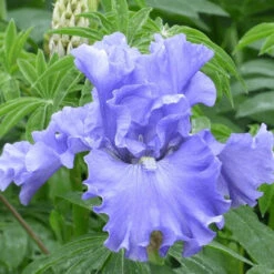 Merchant Marine Bearded Iris Bulbs - Deep Blue Ruffled Blooms