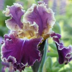 Montmartre Bearded Iris Bulbs - Premium Ruffled Perennial for Fall Planting