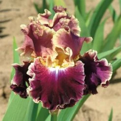Montmartre Bearded Iris Bulbs - Premium Ruffled Perennial for Fall Planting 6 Montmartre Bearded Iris Bulbs - Premium Ruffled Perennial for Fall Planting -Eden Brothers Shop bearded iris montmartre shr 3