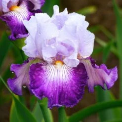 Bearded Iris Bulbs - Off Topic Ruffled Violet & Lavender Perennial