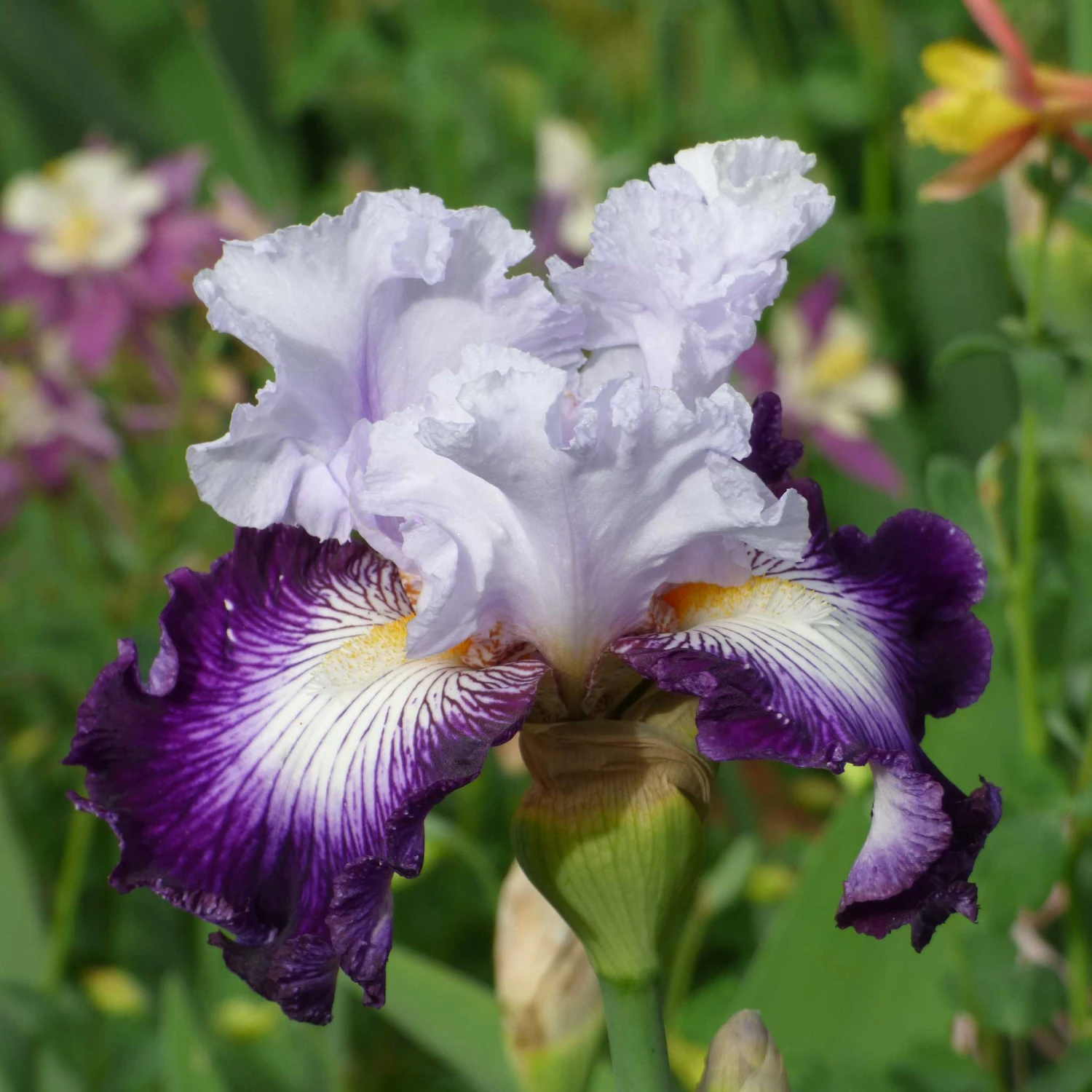 Bearded Iris Bulbs - Off Topic Ruffled Violet & Lavender Perennial 2 Bearded Iris Bulbs - Off Topic Ruffled Violet & Lavender Perennial - Image 2
