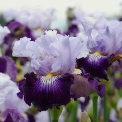 Bearded Iris Bulbs - Off Topic Ruffled Violet & Lavender Perennial 6 Bearded Iris Bulbs - Off Topic Ruffled Violet & Lavender Perennial -Eden Brothers Shop bearded iris off topic shr 3