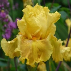 Re-Blooming Bearded Iris Bulbs - Oregon Firestorm 3ft Tall Perennial