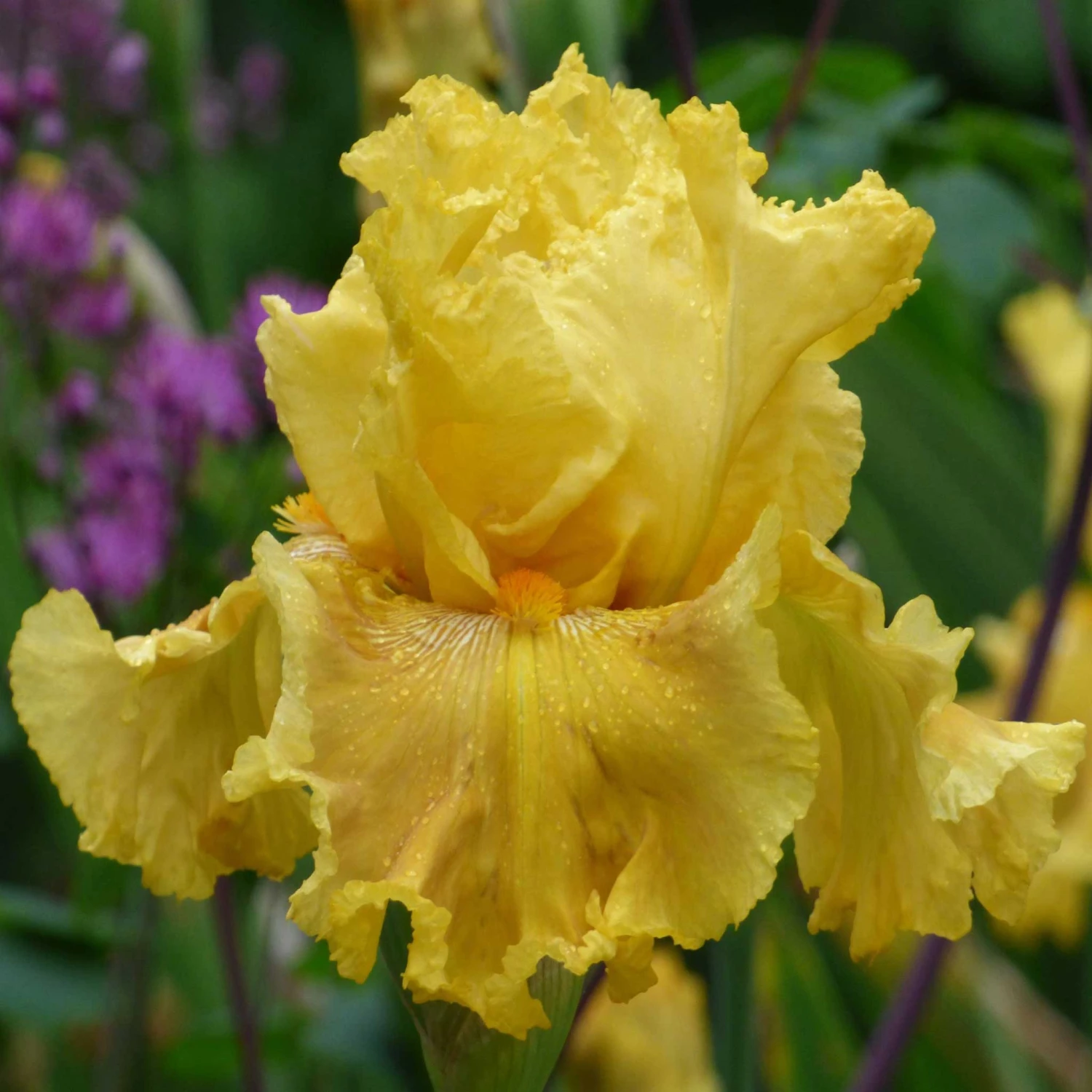 Re-Blooming Bearded Iris Bulbs - Oregon Firestorm 3ft Tall Perennial 1 Re-Blooming Bearded Iris Bulbs - Oregon Firestorm 3ft Tall Perennial
