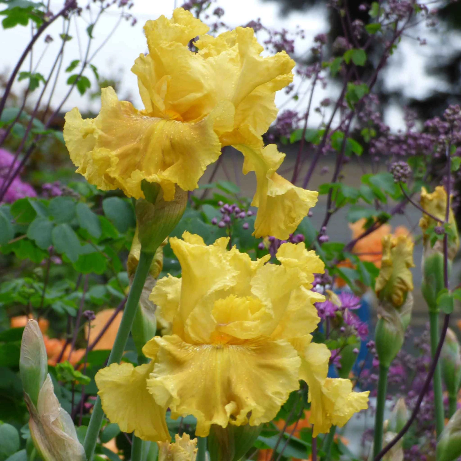 Re-Blooming Bearded Iris Bulbs - Oregon Firestorm 3ft Tall Perennial 2 Re-Blooming Bearded Iris Bulbs - Oregon Firestorm 3ft Tall Perennial - Image 2
