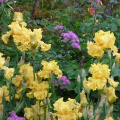 Re-Blooming Bearded Iris Bulbs - Oregon Firestorm 3ft Tall Perennial 6 Re-Blooming Bearded Iris Bulbs - Oregon Firestorm 3ft Tall Perennial -Eden Brothers Shop bearded iris oregon firestorm shr 3