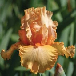 Peach State Bearded Iris Bulbs - Rare Antique Apricot Garden Blooms