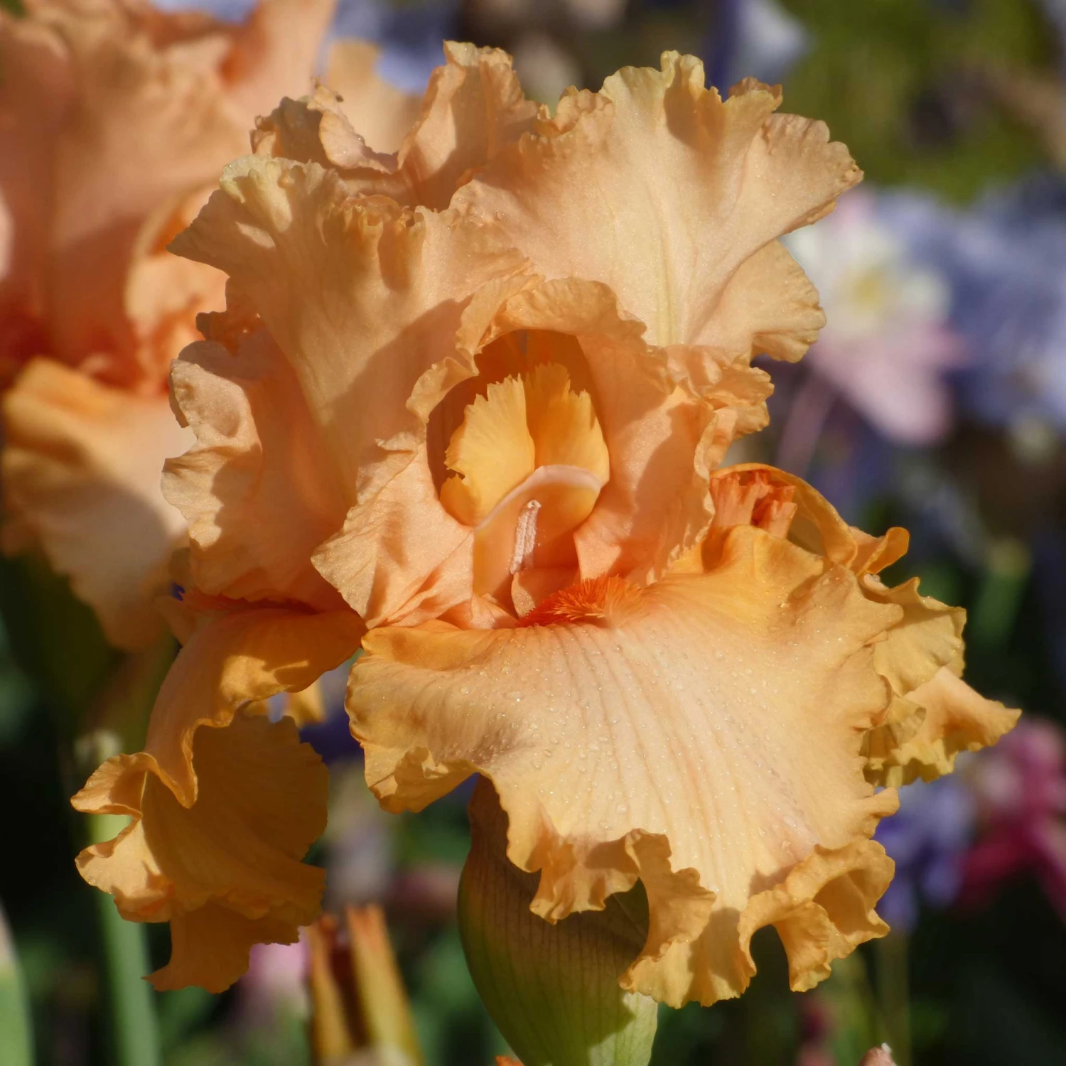 Peach State Bearded Iris Bulbs - Rare Antique Apricot Garden Blooms 2 Peach State Bearded Iris Bulbs - Rare Antique Apricot Garden Blooms - Image 2