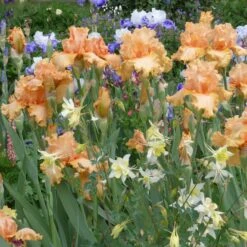 Peach State Bearded Iris Bulbs - Rare Antique Apricot Garden Blooms 6 Peach State Bearded Iris Bulbs - Rare Antique Apricot Garden Blooms -Eden Brothers Shop bearded iris peach state shr 3