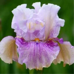 Bearded Iris Bulbs - Pickathon