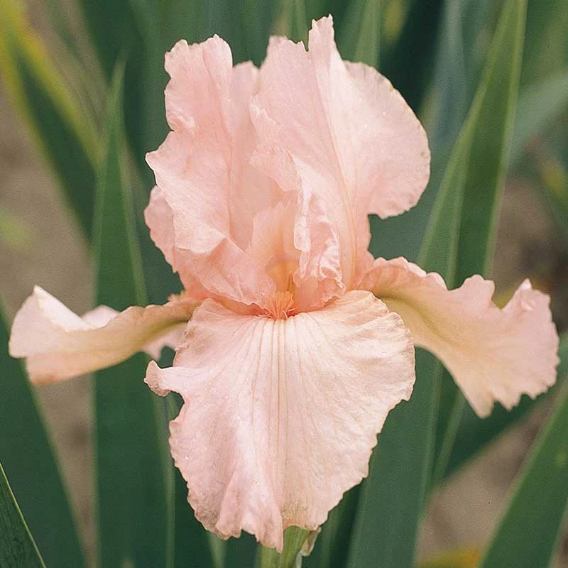 Re-Blooming Pink Bearded Iris Bulbs - Fragrant Perennial Garden Flowers 2 Re-Blooming Pink Bearded Iris Bulbs - Fragrant Perennial Garden Flowers - Image 2