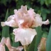 Re-Blooming Pink Bearded Iris Bulbs - Fragrant Perennial Garden Flowers