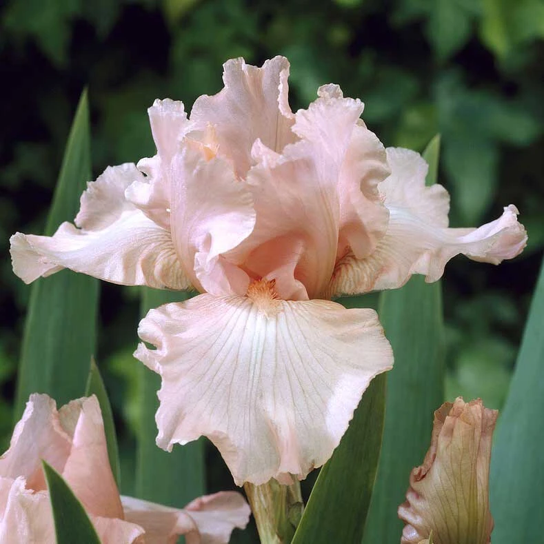 Re-Blooming Pink Bearded Iris Bulbs - Fragrant Perennial Garden Flowers 1 Re-Blooming Pink Bearded Iris Bulbs - Fragrant Perennial Garden Flowers