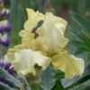 Pride of Ireland Bearded Iris Bulbs - Stunning Chartreuse Garden Blooms