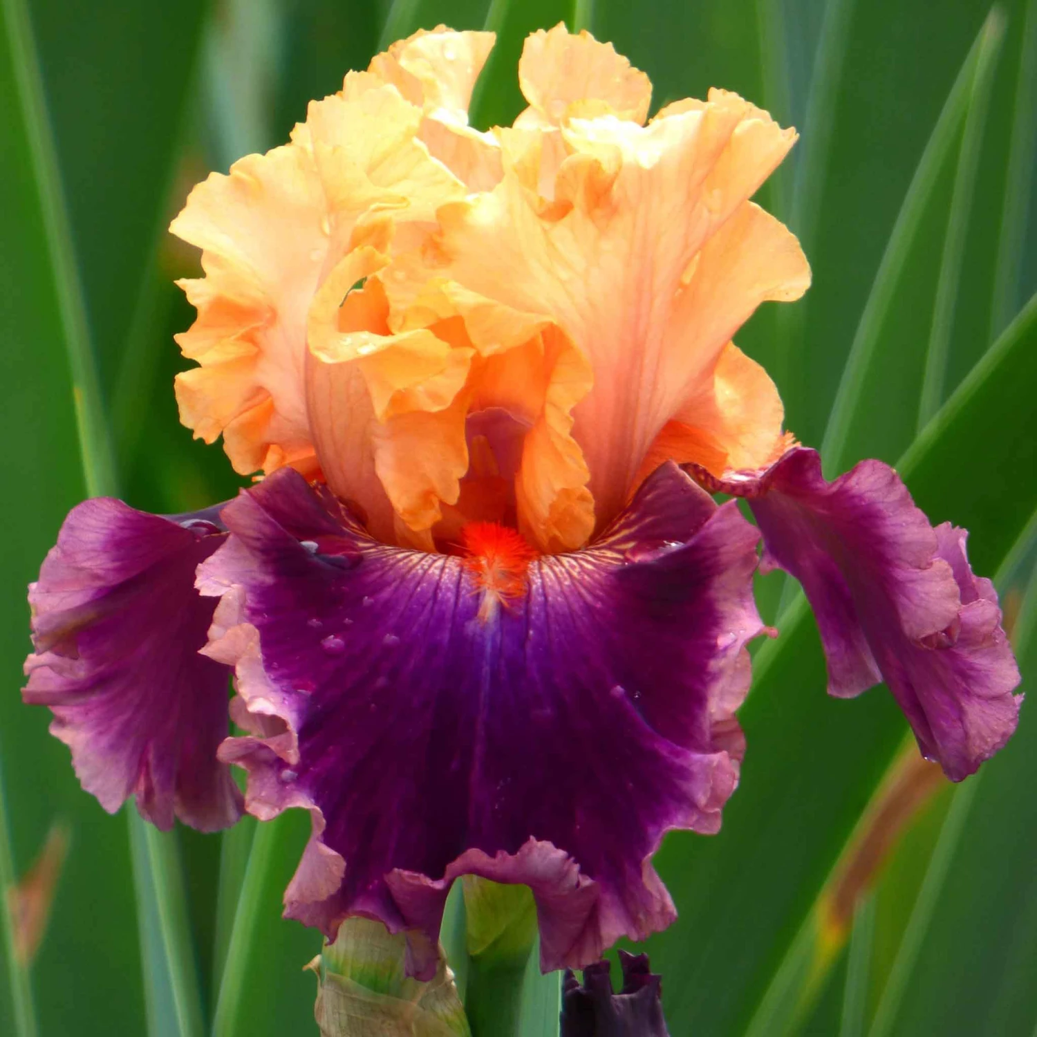 Rasputin Bearded Iris Bulbs: Fragrant Ruffled Apricot & Pink Flowers 1 Rasputin Bearded Iris Bulbs: Fragrant Ruffled Apricot & Pink Flowers