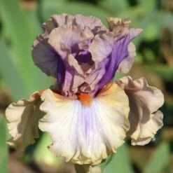 Restless Spirit Bearded Iris Bulbs - Antique Ruffled Perennial Flower