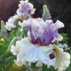 Restless Spirit Bearded Iris Bulbs - Antique Ruffled Perennial Flower -Eden Brothers Shop bearded iris restless sprit shr 3