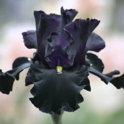 Senor Jinx Black Bearded Iris Bulbs - Midnight Garden Perennial
