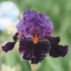 Sharp Dressed Man Bearded Iris Bulbs - Deep Purple & Black Garden Perennial