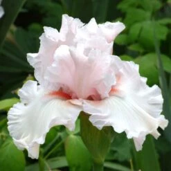 Society Page Bearded Iris Bulbs: Pink Ruffled Garden Perennial