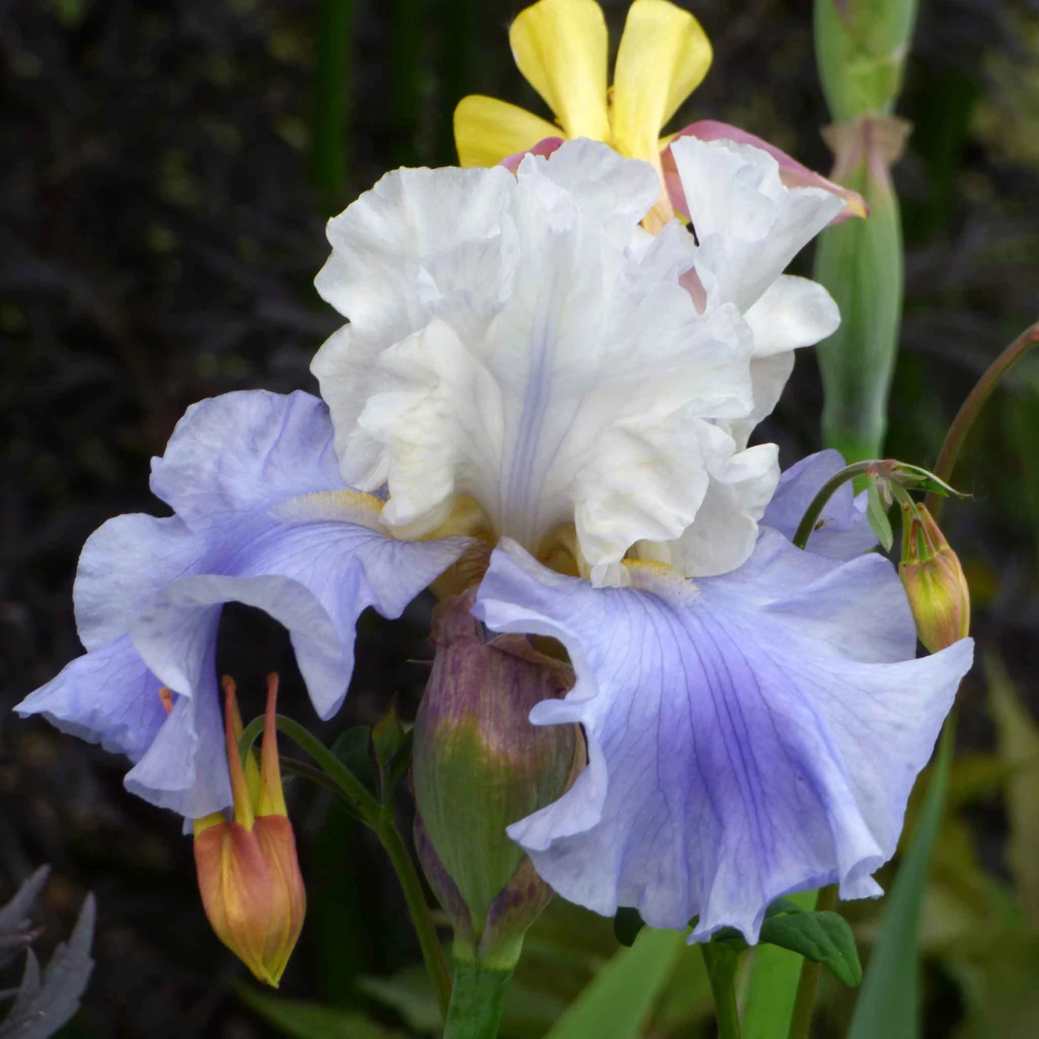Bearded Iris Bulbs - Stairway To Heaven Premium Blue & White Blooms 1 Bearded Iris Bulbs - Stairway To Heaven Premium Blue & White Blooms