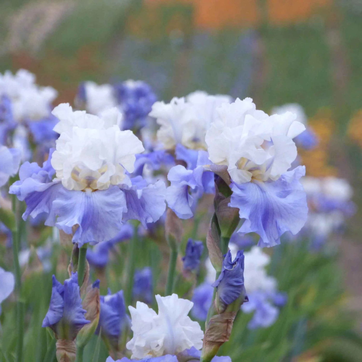 Bearded Iris Bulbs - Stairway To Heaven Premium Blue & White Blooms 2 Bearded Iris Bulbs - Stairway To Heaven Premium Blue & White Blooms - Image 2