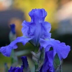 Sugar Blues Re-Blooming Bearded Iris Bulbs - Fragrant Wisteria Blue Perennial
