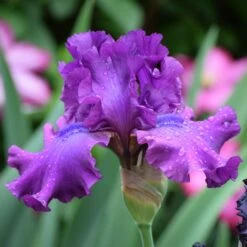 Bearded Iris Bulbs - Swingtown