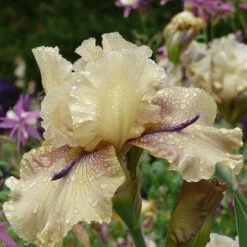 Thornbird Bearded Iris Bulbs - Rare Ecru and Greenish-Tan Blooms