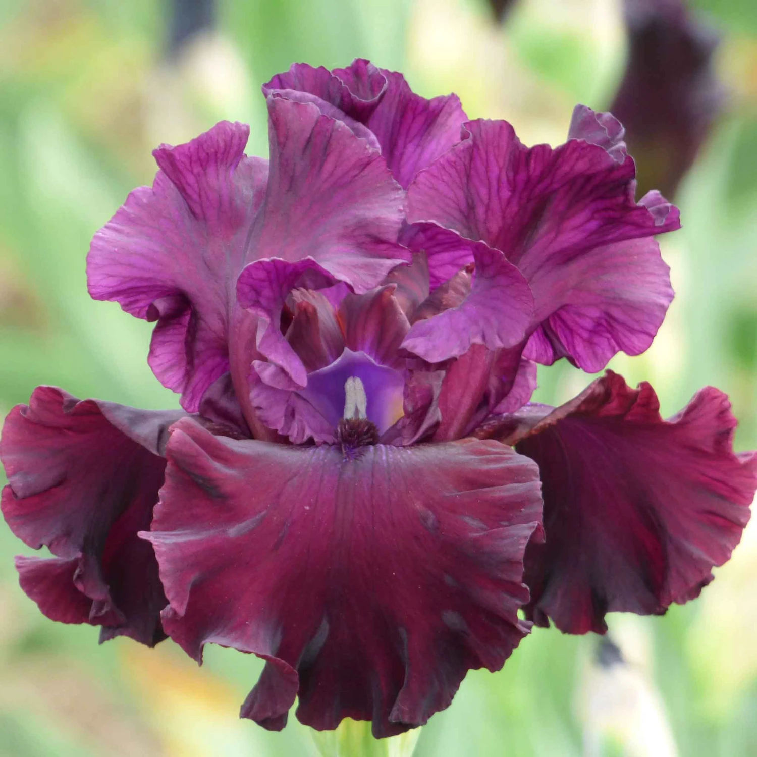 Tin Cup Chalice Bearded Iris Bulbs - Elegant Burgundy Garden Blooms 1 Tin Cup Chalice Bearded Iris Bulbs - Elegant Burgundy Garden Blooms