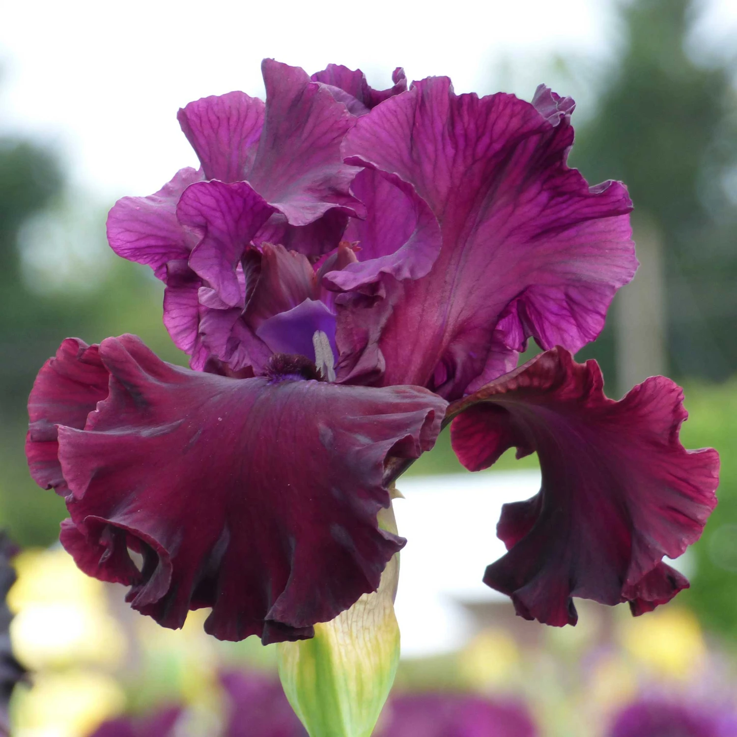 Tin Cup Chalice Bearded Iris Bulbs - Elegant Burgundy Garden Blooms 2 Tin Cup Chalice Bearded Iris Bulbs - Elegant Burgundy Garden Blooms - Image 2