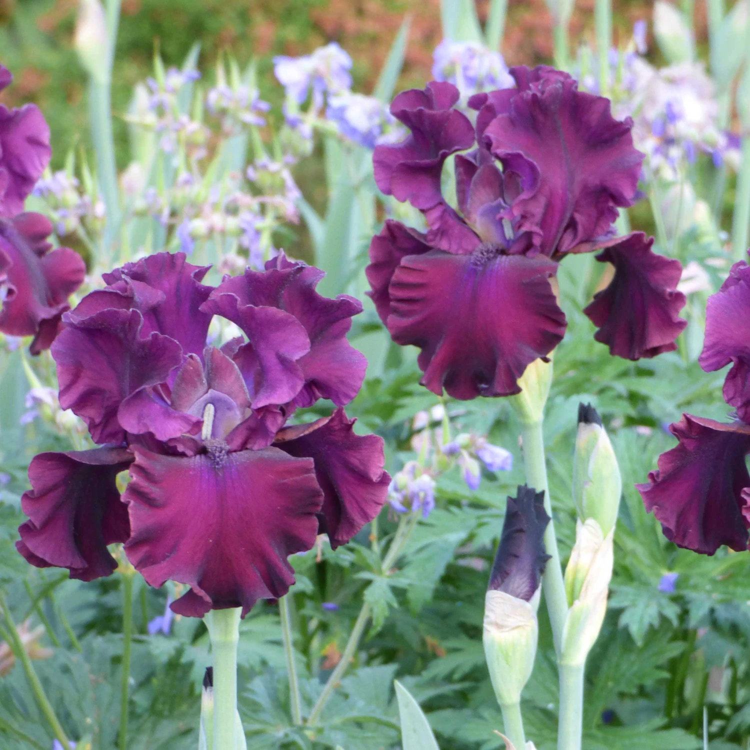 Tin Cup Chalice Bearded Iris Bulbs - Elegant Burgundy Garden Blooms 3 Tin Cup Chalice Bearded Iris Bulbs - Elegant Burgundy Garden Blooms - Image 3