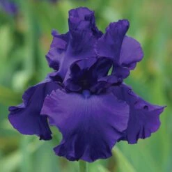 Bearded Iris Bulbs - Titan's Glory Large Dark Violet Flowers