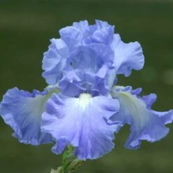 Re-Blooming Bearded Iris Bulbs - Victoria Falls Fragrant Garden Flowers
