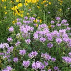 Bee Balm Seeds - Wild Bergamot