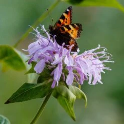 Bee Balm Seeds - Wild Bergamot -Eden Brothers Shop bee balm shk 3