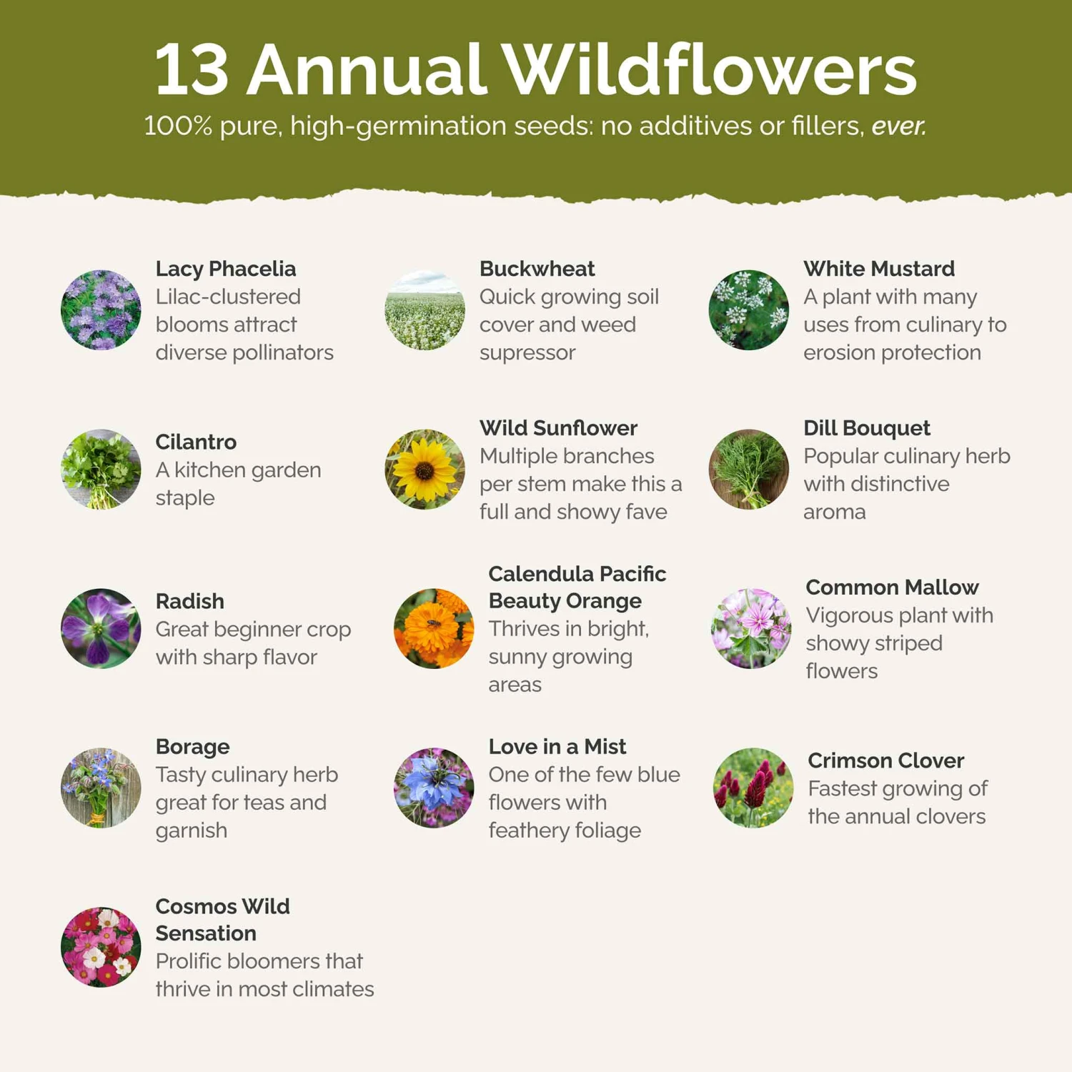 Bee Happy - Organic Bee Attractor Wildflower Mix 3 Bee Happy - Organic Bee Attractor Wildflower Mix - Image 3