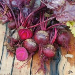 Heirloom Bull's Blood Beet Seeds for Gourmet Roots and Edible Foliage