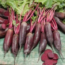 Cylindra Beet Seeds: Easy-to-Grow Heirloom Slicing Beets