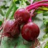 Beet Seeds - Early Wonder