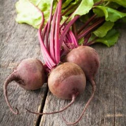 Lutz Green Leaf Beet Seeds: Heirloom Extra Large Storage Beets