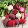 Beet Seeds - Rainbow Mix
