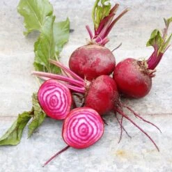 Heirloom Chioggia Beet Seeds - Sweet Red and White Candy Stripe Beets