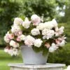 Fragrant Angelique Begonia Tubers - Elegant Cascading White & Pink Blooms