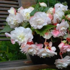Fragrant Angelique Begonia Tubers - Elegant Cascading White & Pink Blooms -Eden Brothers Shop begonia angelique vis 3